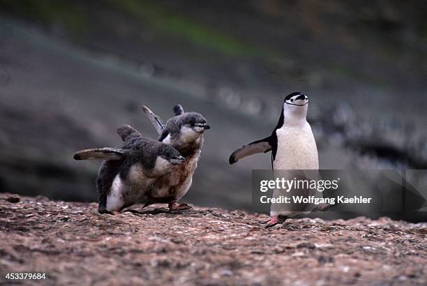 Antarctic Peninsula, Deception Is., Chinstrap Penguin With Chicks, Food Chase.