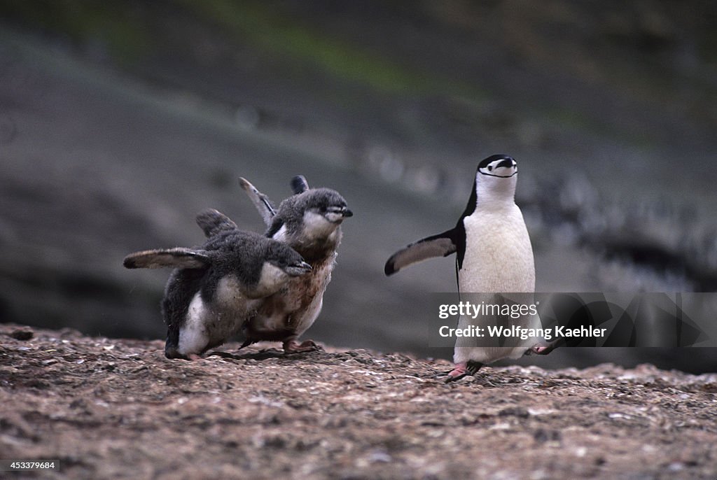 Antarctic Peninsula, Deception Is., Chinstrap Penguin With...