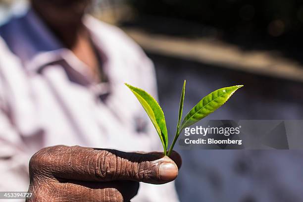 An employee holds a green tea leaf for a photograph at the Highfield Tea Estate in Coonoor, Tamil Nadu, India, on Saturday, Nov. 30, 2013. India is...