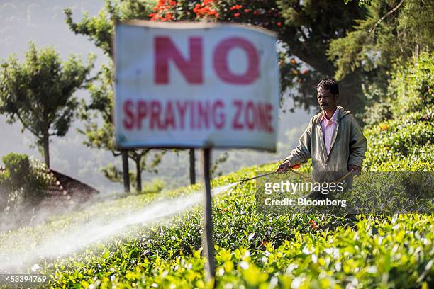 Worker sprays pesticides on a tea plantation in Coonoor, Tamil Nadu, India, on Saturday, Nov. 30, 2013. India is the worlds largest producer of tea...