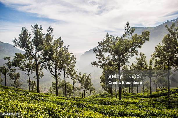 Mist surrounds a tea plantation in Coonoor, Tamil Nadu, India, on Saturday, Nov. 30, 2013. India is the worlds largest producer of tea after China....