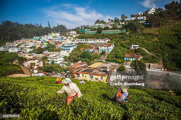 Workers hand-pick tea leaves on a tea estate in Coonoor, Tamil Nadu, India, on Saturday, Nov. 30, 2013. India is the worlds largest producer of tea...