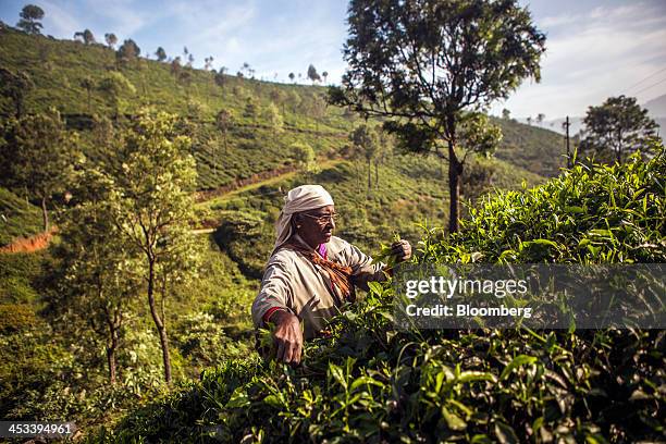 Worker hand-picks tea leaves on a tea estate in Coonoor, Tamil Nadu, India, on Saturday, Nov. 30, 2013. India is the worlds largest producer of tea...