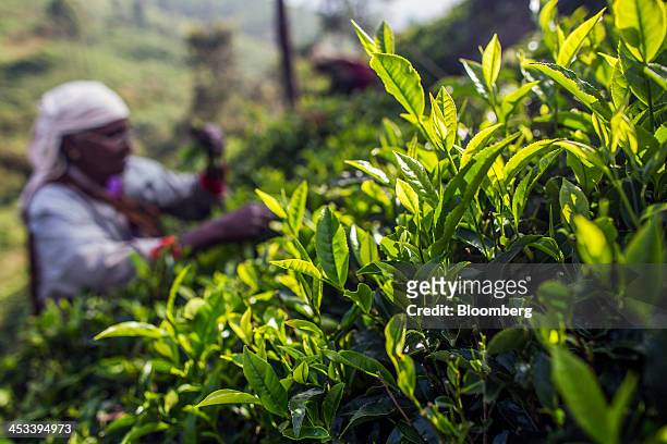 Worker hand-picks tea leaves on a tea estate in Coonoor, Tamil Nadu, India, on Saturday, Nov. 30, 2013. India is the worlds largest producer of tea...