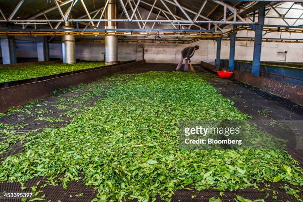 Worker sweeps tea leaves in a withering trough at the Highfield Tea Estate factory in Coonoor, Tamil Nadu, India, on Saturday, Nov. 30, 2013. India...