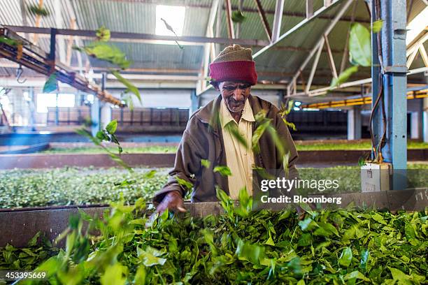 Worker monitors tea leaves in an open withering trough at the Highfield Tea Estate factory in Coonoor, Tamil Nadu, India, on Saturday, Nov. 30, 2013....