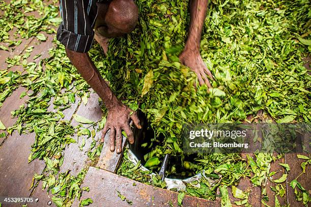 Worker puts withered tea leaves through a chute in the floor at the Highfield Tea Estate factory in Coonoor, Tamil Nadu, India, on Saturday, Nov. 30,...