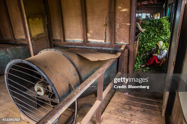 Fan blows air into a withering trough as workers put withered tea leaves through a chute in the floor at the Santosh Tea Industries Pvt. Factory in...