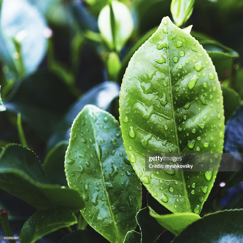 Tea Crop