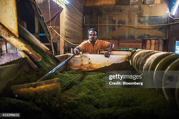 Worker rakes tea leaves in a fermentation machine at the Santosh Tea Industries Pvt. Factory in Coonoor, Tamil Nadu, India, on Saturday, Nov. 30,...