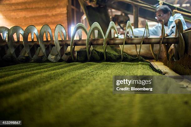 Worker monitors tea leaves passing through a fermentation machine at the Santosh Tea Industries Pvt. Factory in Coonoor, Tamil Nadu, India, on...