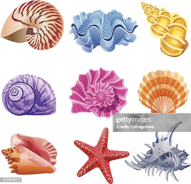 - shells - starfish stock-grafiken, -clipart, -cartoons und -symbole