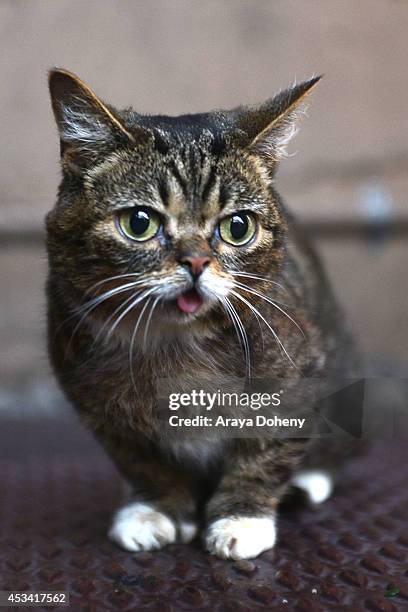 Lil Bub attends the A CATbaret! - A One Night Only Celebrity Musical Celebration of the Alluring Feline at The Belasco Theater on August 9, 2014 in...