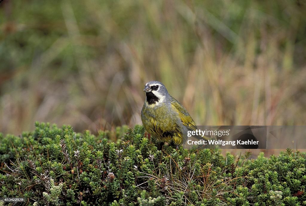 Falkland Islands, Carcass Is., Black-throated Finch,...