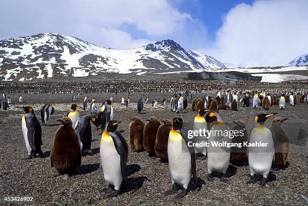 South Georgia Island, St. Andrews Bay, King Penguin Colony, Chicks About Ten Months Old, Adults.