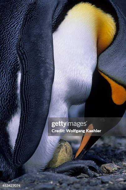 Antarctica, South Georgia, Salisbury Plain, King Penguin Colony, King Penguin Turning Egg.