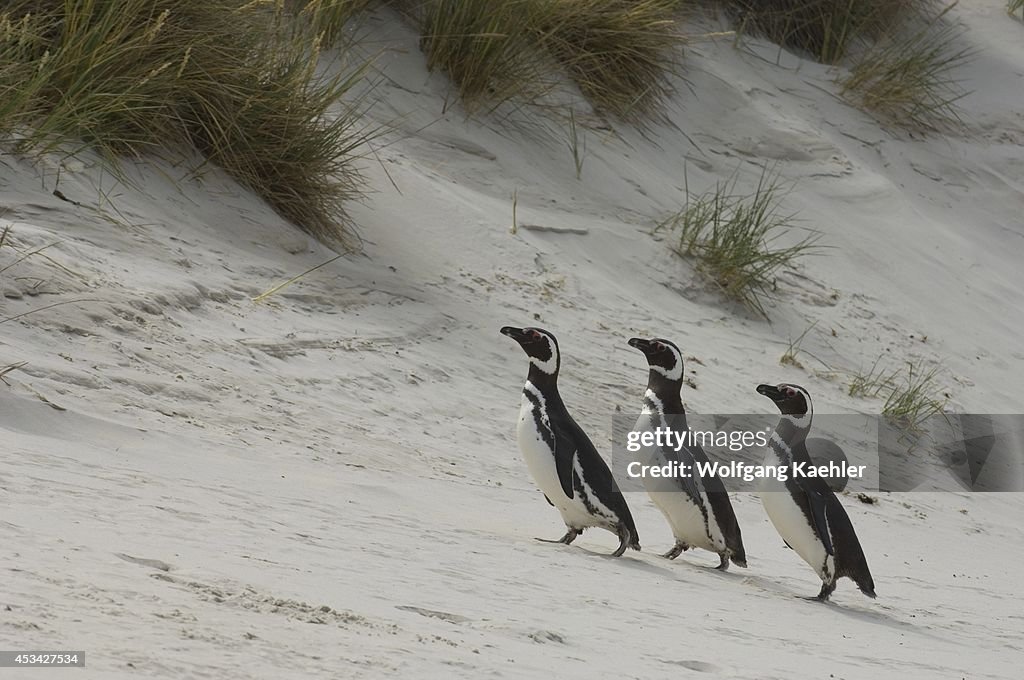 Falkland Islands, Carcass Island, Magellanic Penguins...