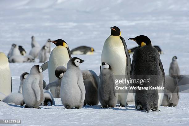 Antarctic, Antarctica, Weddell Sea, Snow Hill Island, Fast Ice, Emperor Penguin, Emperor Penguin Aptenodytes forsteri, Wildlife, bird, seabird,...