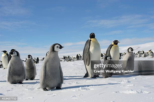 Antarctica, Weddell Sea, Snow Hill Island, Emperor Penguin Colony Aptenodytes forsteri With Chicks On Fast Ice.