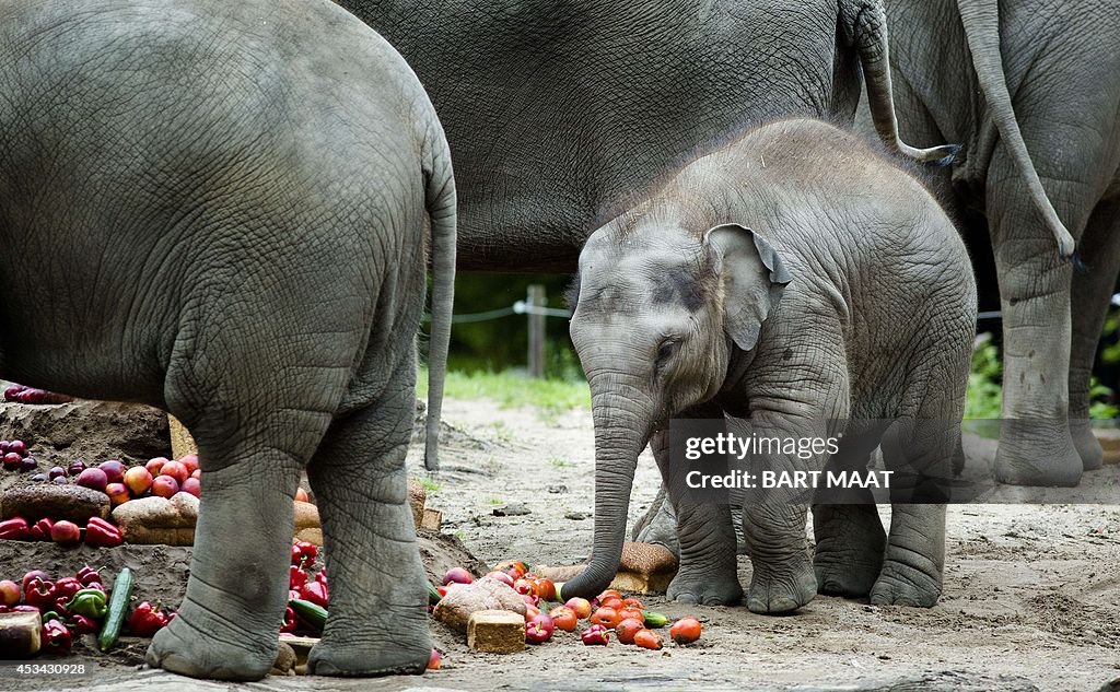 NETHERLANDS-ZOO-ELEPHANT