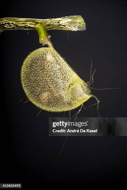 utricularia trap - bladderwort stock pictures, royalty-free photos & images