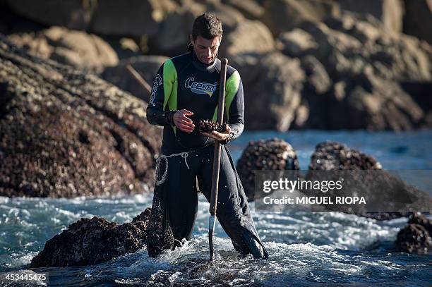 Galician "Percebeiros" collects barnacles at Vido Bay, near the village of Cangas, on November 27, 2013. Christmas diners pay handsomely to taste the...