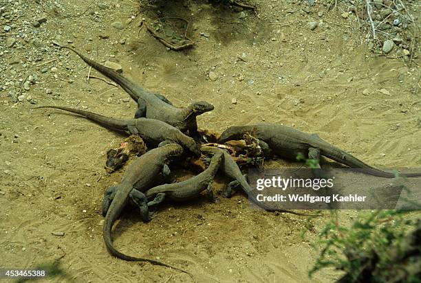 Indonesia, Komodo Island, Komodo Dragon, Feeding On Goat.