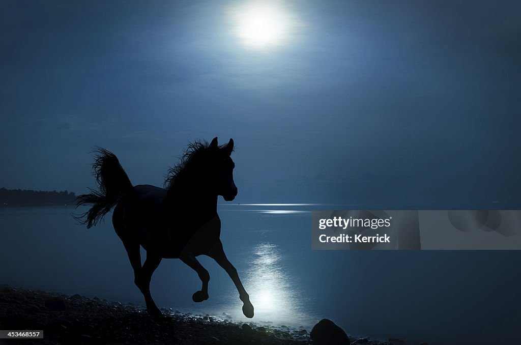 Galloping cavallo in chiaro di luna sulla spiaggia