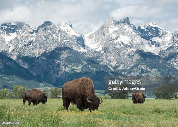 bufalo americano - parco nazionale foto e immagini stock
