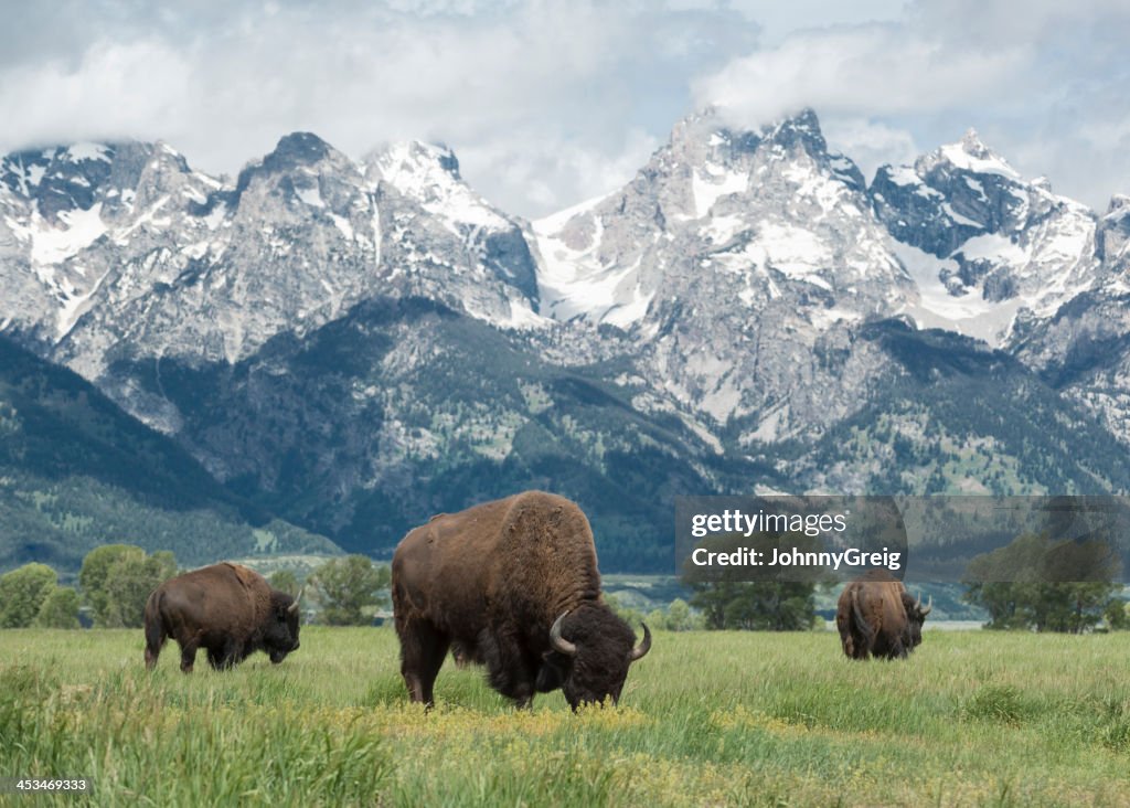 American Buffalo