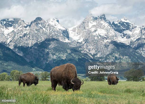 american buffalo - wyoming stock pictures, royalty-free photos & images