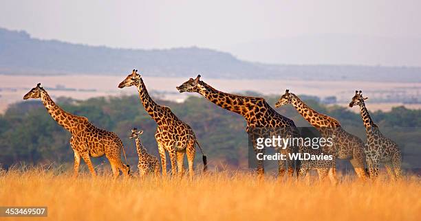 giraffe familie - masai mara national reserve stock-fotos und bilder