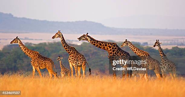 jirafa la familia - reserva nacional de masai mara fotografías e imágenes de stock