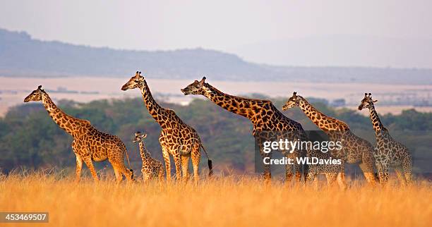 jirafa la familia - masai mara national reserve fotografías e imágenes de stock