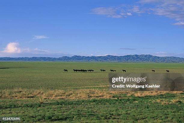 Mongolia, Gobi Desert, Near Dalanzadgad, Grasslands , Horses.