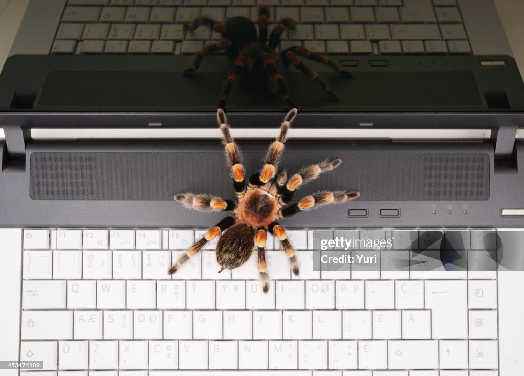 Venomous tarantula on a laptop