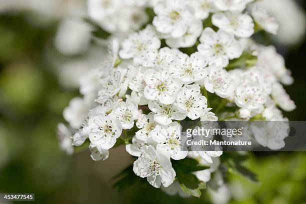 blossoms of hawthorn (crataegus monogyna) or may blossom - hawthorn,_victoria stock pictures, royalty-free photos & images