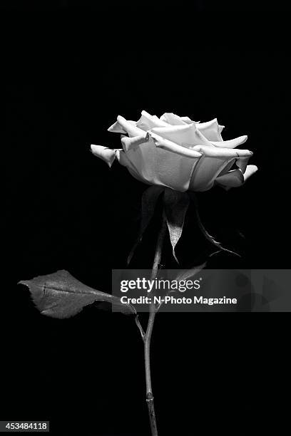 Still life of a pale yellow rose photographed on a black background, taken on August 31, 2013.