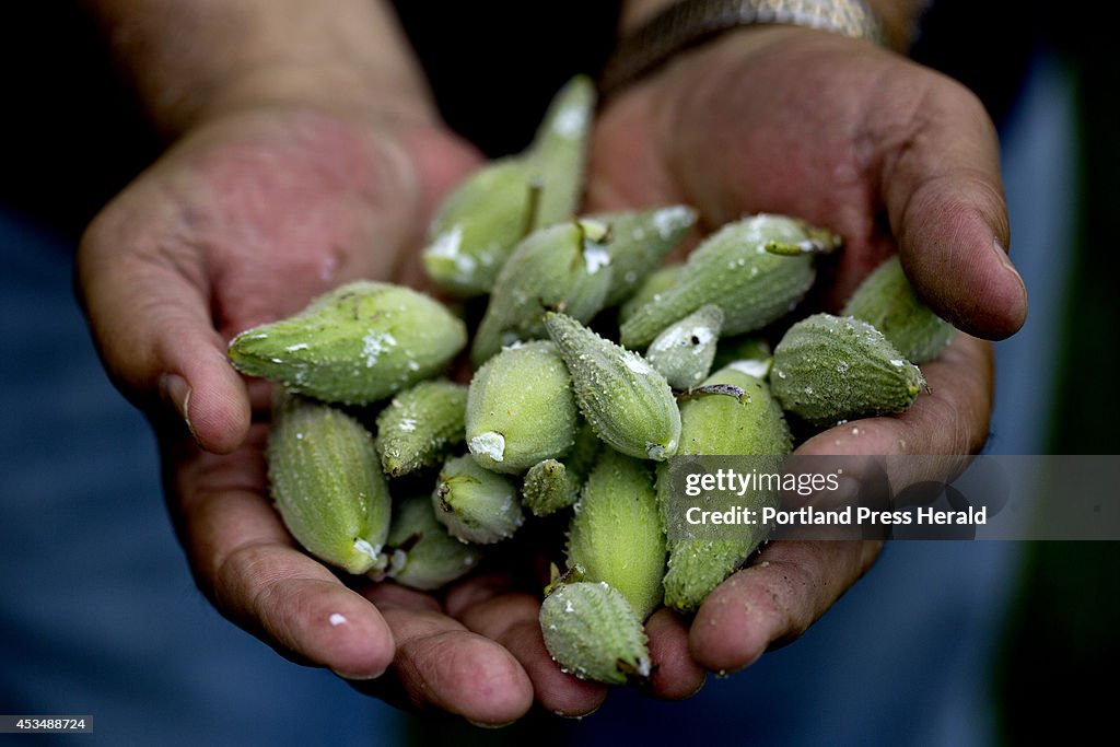 Milkweed pods in Brunswick