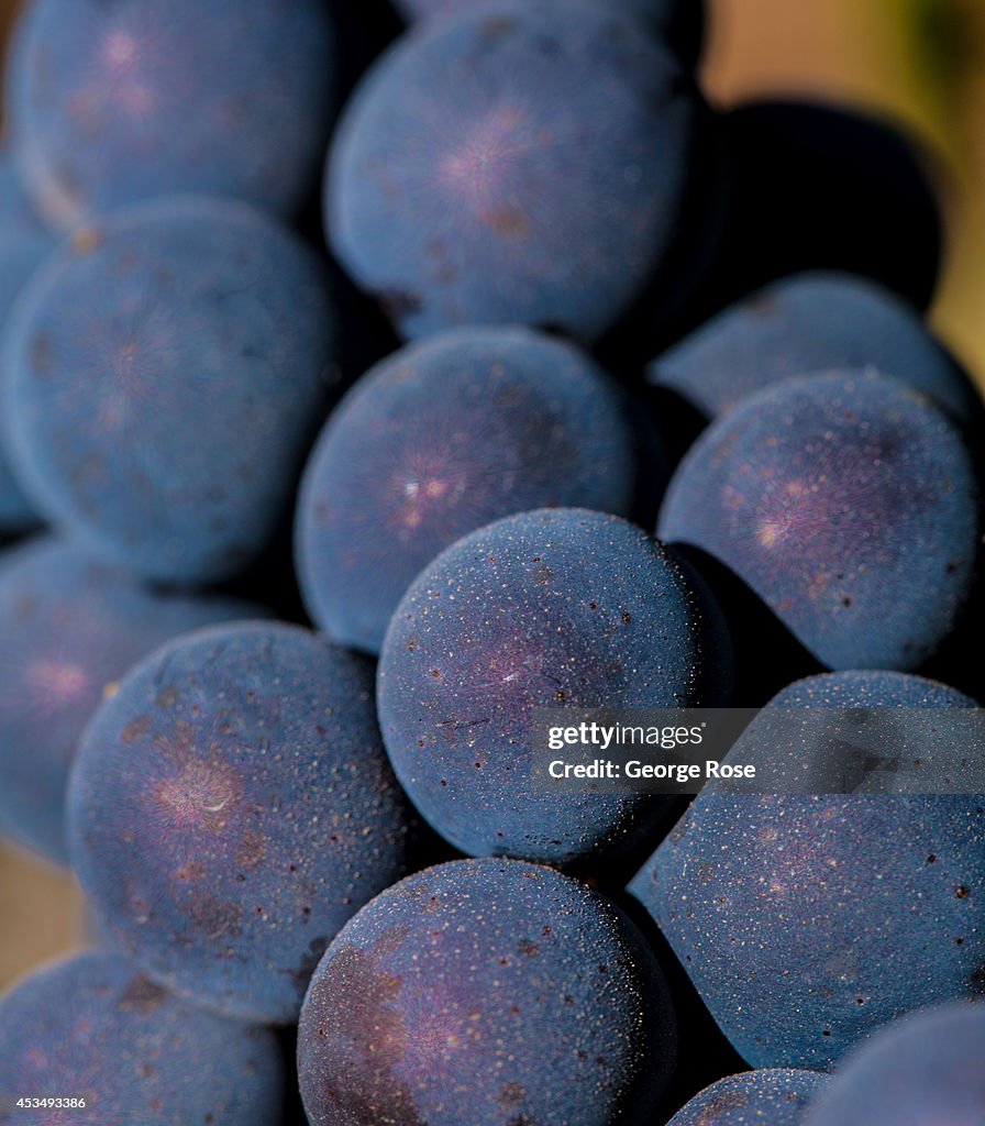 California 2014 Grape Harvest Set To Begin