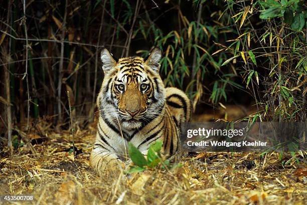 India, Bandhavgarh National Park, Bengal Tiger Cub In Bamboo.