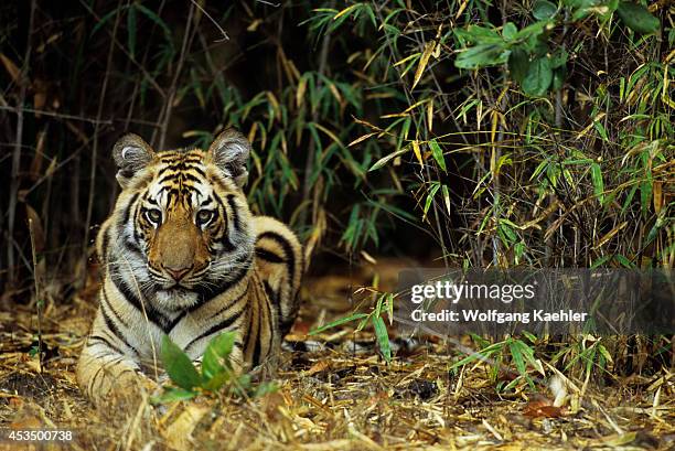 India, Bandhavgarh National Park, Bengal Tiger Cub In Bamboo.