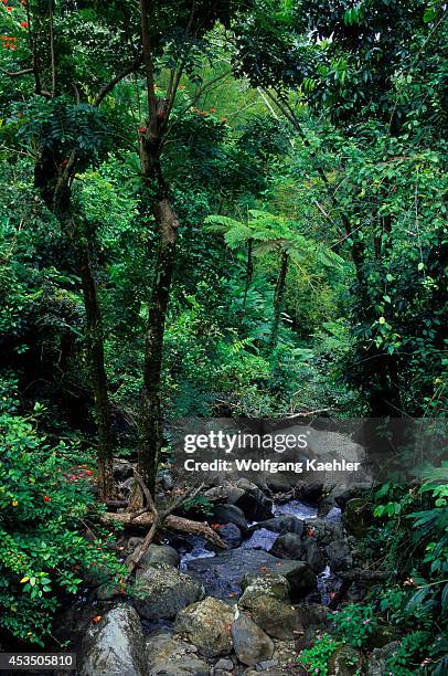 Puerto Rico, El Yunque Rainforest, Creek In Rainforest.