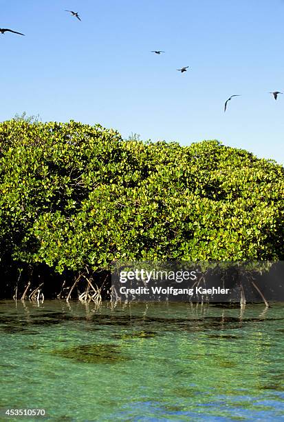 Seychelles, Aldabra Island, Mangroves.