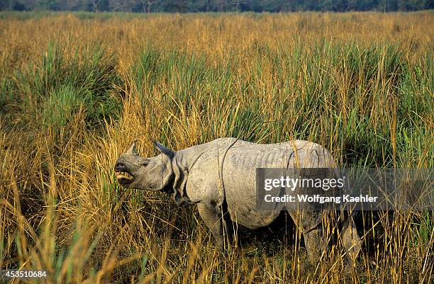 India, Assam , Kaziranga National Park, One-horned Rhinoceros In Grass.