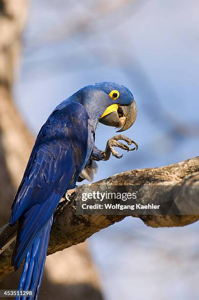 Brazil, Mato Grosso, Pantanal, Refugio Ecologico Caiman, Hyacinth Macaw In Tree Feeding On Seed.