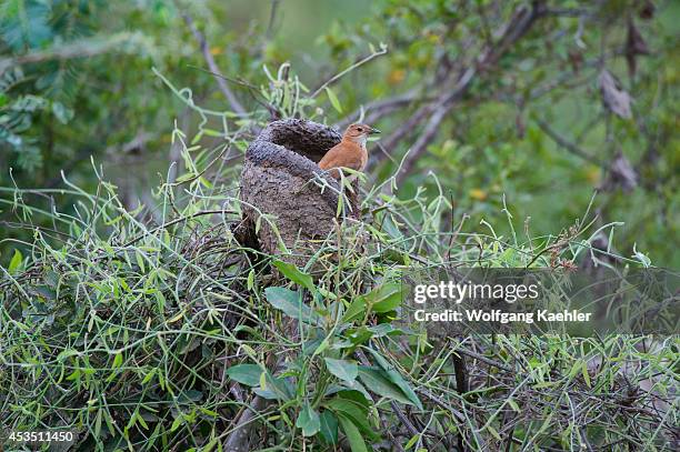 Brazil, Northern Pantanal, Rufous Hornero Building Nest Out Of Mud.