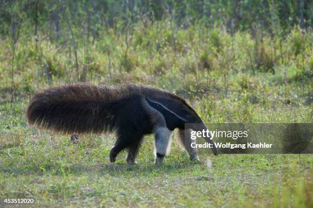 Brazil, Southern Pantanal, Caiman Ranch, Giant Anteater , Endangered Species.