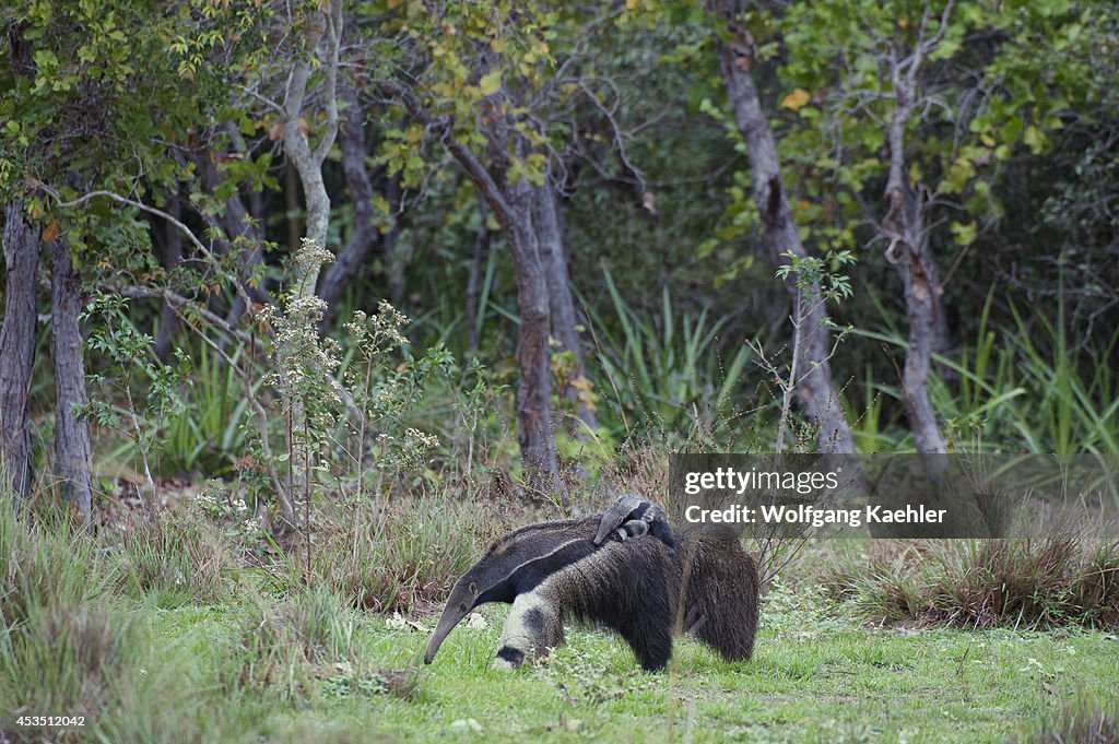 Brazil, Southern Pantanal, Caiman Ranch, Giant Anteater (...