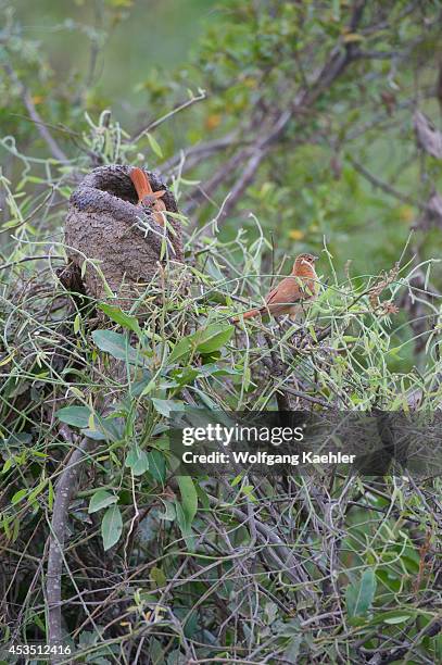 Brazil, Northern Pantanal, Rufous Hornero Building Nest Out Of Mud.